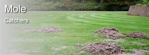 rat catchers blandford|Pest Control Salisbury CH Pest Control in Salisbury Wiltshire.
